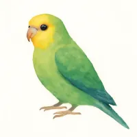 インコのイラスト