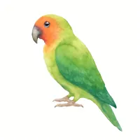 オウムのイラスト
