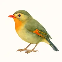 ソウシチョウのイラスト