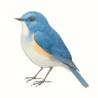 ルリビタキのイラスト