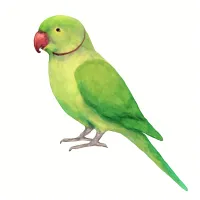 ワカケホンセイインコのイラスト