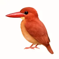 アカショウビンのイラスト
