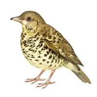 トラツグミのイラスト