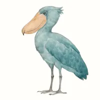 ハシビロコウのイラスト