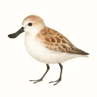 ヘラシギのイラスト