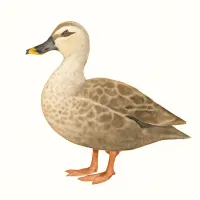 カルガモのイラスト