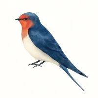 ツバメのイラスト