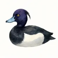 キンクロハジロのイラスト
