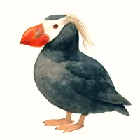 エトピリカのイラスト