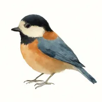 ヤマガラのイラスト