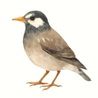 ムクドリのイラスト