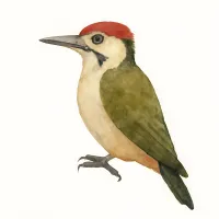 キツツキのイラスト
