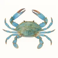 ガザミのイラスト