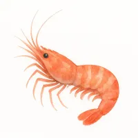 ボタンエビのイラスト