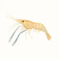 テナガエビのイラスト