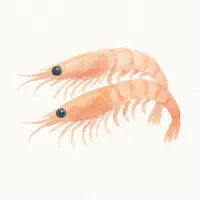 オキアミのイラスト