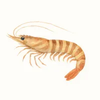 クルマエビのイラスト