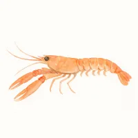 アカザエビのイラスト