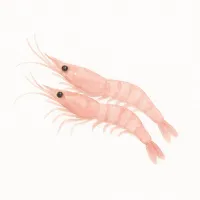サクラエビのイラスト