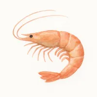 エビのイラスト