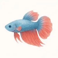 ベタのイラスト