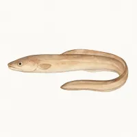 アナゴのイラスト
