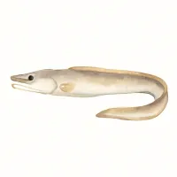 ハモのイラスト