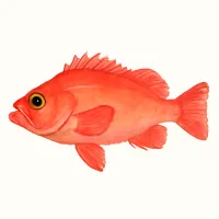 メヌケのイラスト