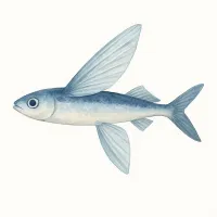 トビウオのイラスト