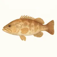 ハタのイラスト