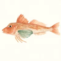 ホウボウのイラスト
