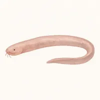 ヌタウナギのイラスト