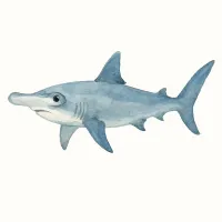 シュモクザメのイラスト