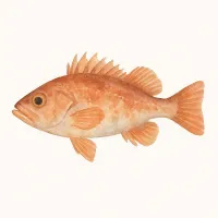 ソイのイラスト
