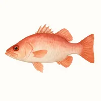 アカメのイラスト