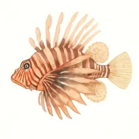 ミノカサゴのイラスト