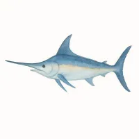 カジキ・カジキマグロのイラスト