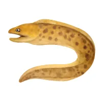 ウツボのイラスト
