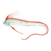 リュウグウノツカイのイラスト