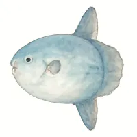 マンボウのイラスト