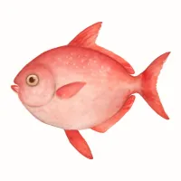 アカマンボウのイラスト
