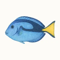 ナンヨウハギのイラスト