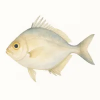 ヒイラギのイラスト