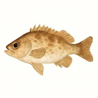 メバルのイラスト