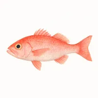 アカムツのイラスト