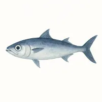 バラムツのイラスト