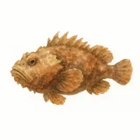 オコゼのイラスト