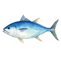 マグロのイラスト