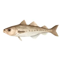 スケトウダラのイラスト
