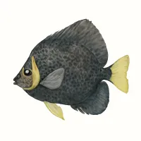 ユウゼンのイラスト